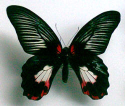 Papilio deiphobus deiphobus (gynandromorph) (Internet Image property of respective owner, non-commercial use only)
